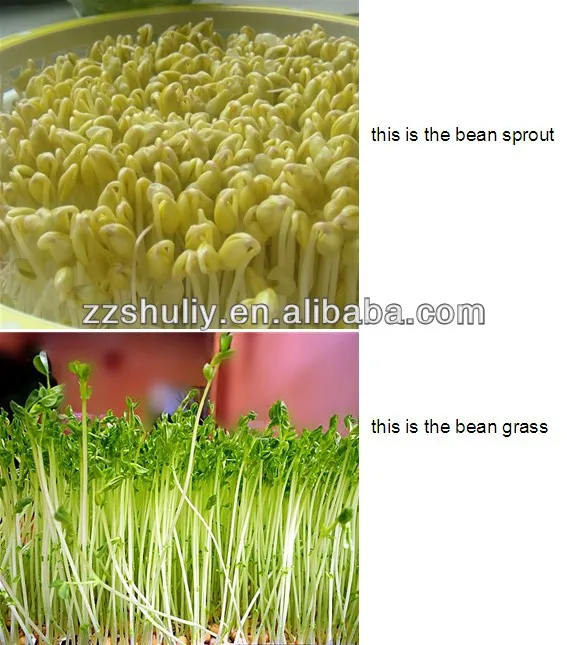 hot sale stainless steel electric automatic mung bean sprout