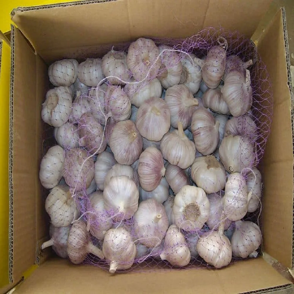 Fresh White Garlic Buy Wholesale Garlic With Fresh Taste And Long