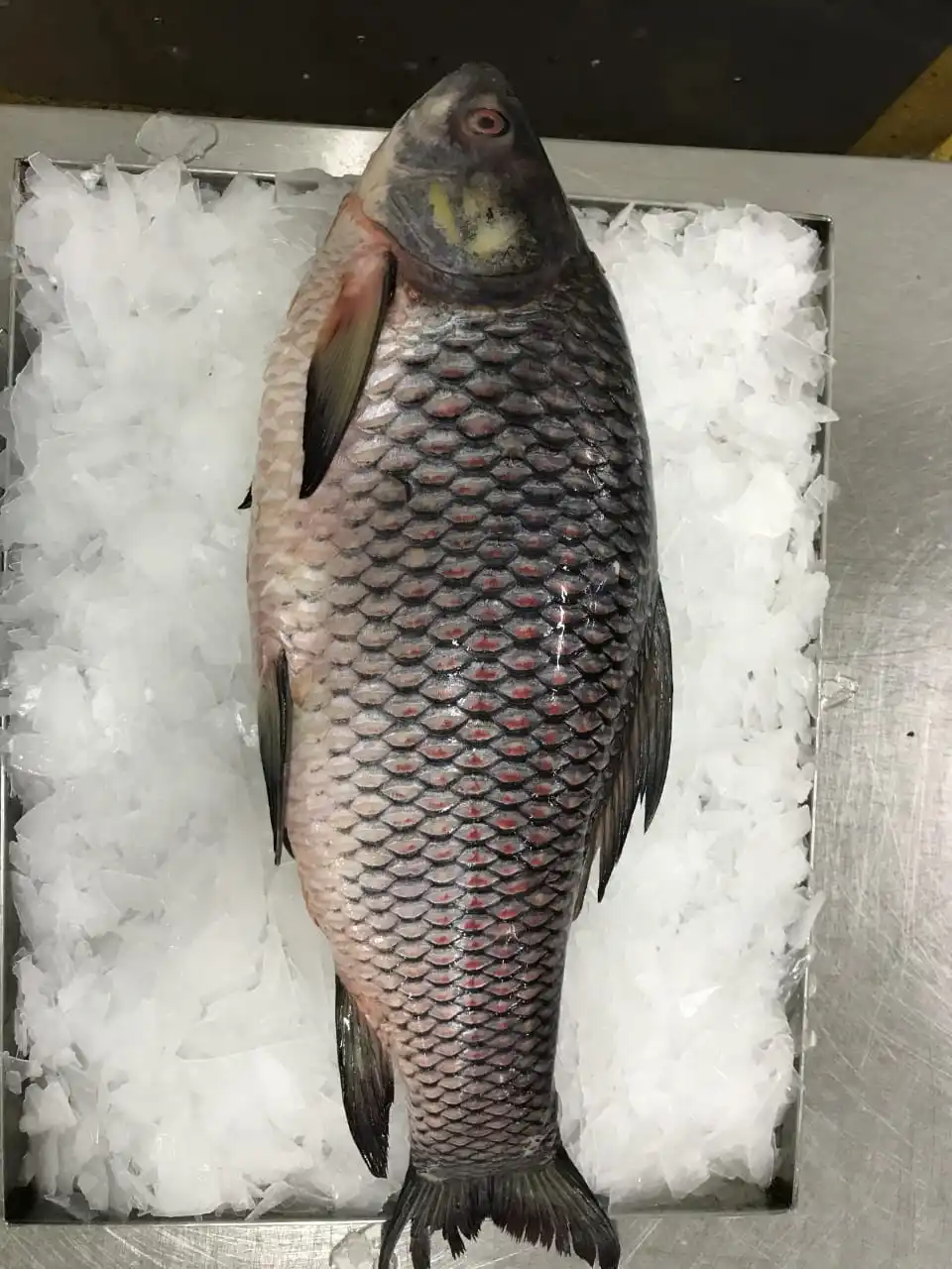 Frozen Rohu Fish Individual Frozen Good Quality From Myanmar Origin