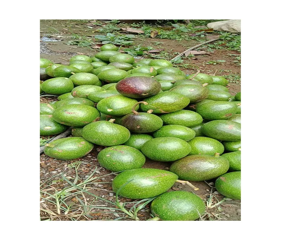 Cheap Fresh Avocado Made In Thailand And Vietnam For Export With The