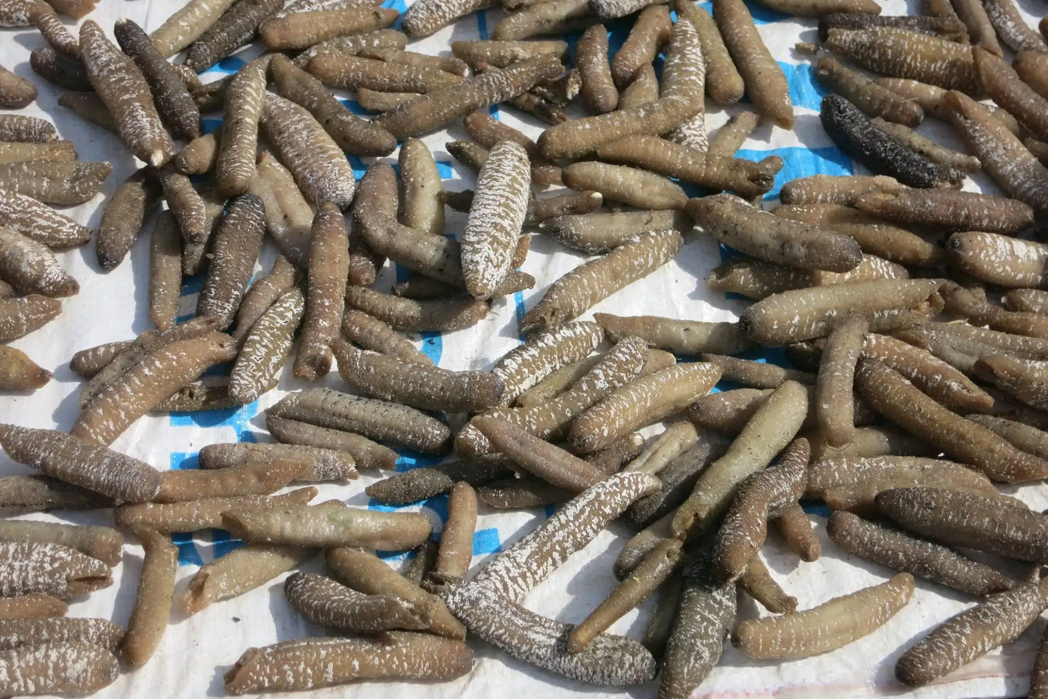 Dried Premium Sandfish Dried Sea Cucumber Cheap Wild Fresh Vietnam New