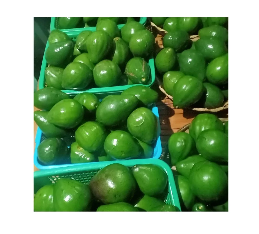 Cheap Thailand Avocado Fresh Aquacade Palta Hass Fresh Fruit Hass