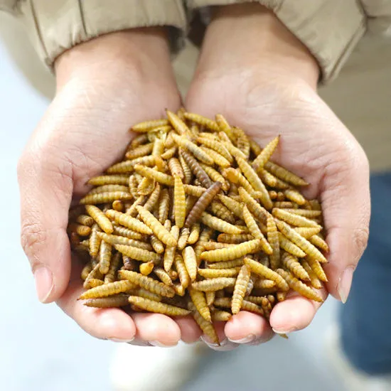 Bsf Larve De Mouche De Soldat Noir Pour L Alimentation De Volaille