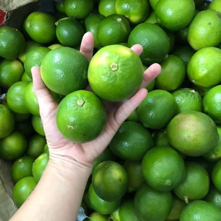 Fresh Lime Seedless Packing 6kg Carton Tel Whatsapp 84 976727907 Ms