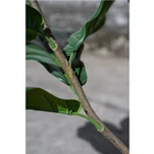 Tree For Decoration Green Color Fiddle Leaf Plants Alive Artificial Fig Tree For House Decoration