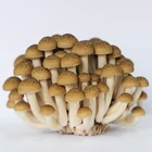Hottest Sale Vegetables Mushrooms with Beautifying function