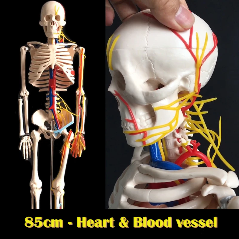 Plastic Human Bones Model Anatomy Skeleton for medical anatomical