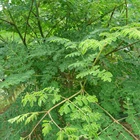 Moringa Leaf Powder Factory Supply Bulk Pure India Extract Oleifera