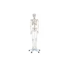 /product-detail/life-size-medical-anatomical-human-skeleton-model-180cm-62382005111.html