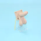 Gynecological Skill Training Function Male Condom Practice Model