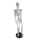 Life 85cm Plastic Dissection Training Life Size Skeleton Human Model