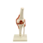 Life Human Life Size PVC Anatomical Human Knee Joint Model Medical Model