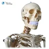 /product-detail/yanyang-science-anatomy-human-skeleton-model-life-size-180cm-tall-60678949427.html