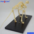 Life Life Size Skeleton Model Manufacturer PNT-2103 Cat Skeleton Model Life Size