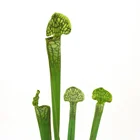 Wholesale home indoor decorative artificial green plant indoor faux foliage potted