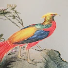 Picture Picture Of Golden Pheasant