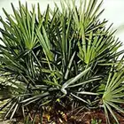 High Quality Natural Saw Palmetto Fruit Extract 20 1