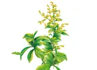 Air freshener car toilet clothes cabinets available Solid balm gel freshener
