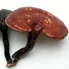 100% pure extract reishi mushroom extract powder ganoderma extract capsule Improve Immunity