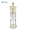 /product-detail/halloween-gifts-175cm-human-skeleton-model-60678302976.html
