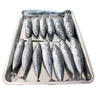 300 - 500g Whole Round Frozen Bonito Tuna Fish