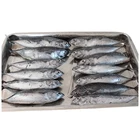 HACCP Fish Bonito Tuna Wholesale Frozen Tuna Bonito Fish with Price