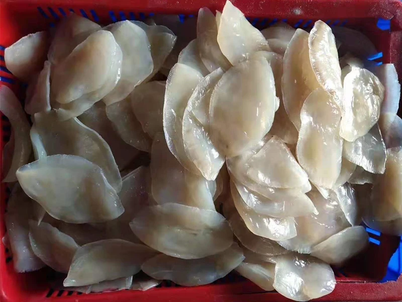 Jellyfish 3.jpg
