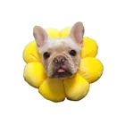 Cute boom an Elizabethan collar that prevents bites by dogs and cats