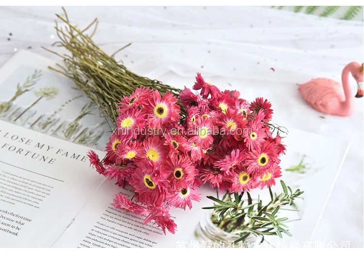 pink white small chrysanthemum natural dried daisy flowers