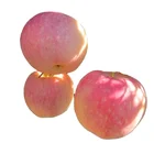 Wholesale New Arrival Organic Healthy Food Chinese Royal Delicious Red Gala Apple