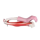 human functional skeleton model of elbow joint