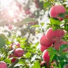Fruit Apple Wholesale High Quality Royal Market Prices Fresh Fruit Fuji Apple