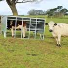 Custom classic outdoor pasture automatic calf animal feeders for sale
