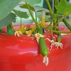 Pots Hydroponics Equipment Pots Suppliers Hydroponics Pots System For Tomatoes Planting
