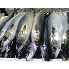 IQF 100-120G Land Whole Round Frozen Hard Tail Scad WR Horse Mackerel Fish