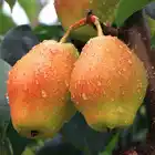 Pear Pear Golden Pear Yellow Fresh Pears/Big Size Golden Pears/Sweet Pear Fruit