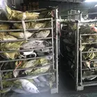 新鮮凍結 skipjack カツオ魚巨人 1.8 キロ + 卸売価格海冷凍良質