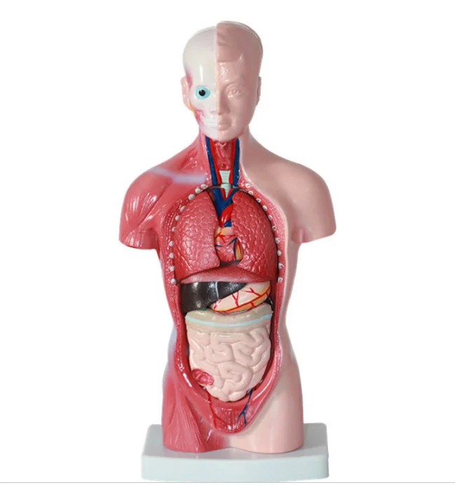 Medical Human Breast Anatomy Cross Section Models Buy Human Anatomy