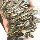 sunflower seed 363 hybrid sunflower seed and sunflower seed price india is low
