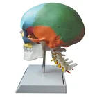 1:1 Colorful Human Skull With Cervical Vertebra Anatomical Educational Model