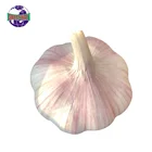 Delicious wholesale high nutritional value better quality garlic price 1kg garlic