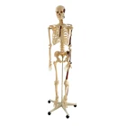Human Life Human Anatomical Skeleton Colored Human Life Size In Medical Science