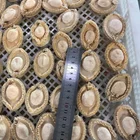 Abalone Abalone Frozen Cooked Abalone