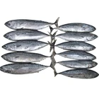 Tuna Manufacturer Frozen 2 Bonito Fish For Sale