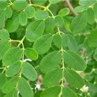 Moringa Oleifera Moringa Oleifera Powder Factory Supply Moringa Oleifera Extract Moringa Oleifera Leaf Powder