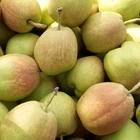 Pear Pear China Xinjiang Wholesale High Quality Delicious Fresh Korla Fragrant Pear 2020