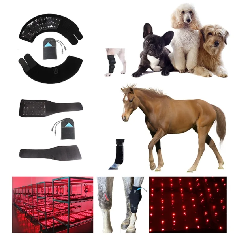 chincoteague horse arabian horse pet supplies led lamp