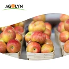 AGOLYN Fresh Fruit Sweet Juicy Royal Gala Apple