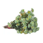 Wholesale Plastic Artificial Flowers Little Daisy Bouquet Artificial Chrysanthemum For Home Decorations