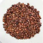 Seed 0138 Shandong Jujube Seed Wholesale Spine Date Seed